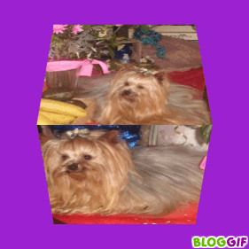 bloggif_4e06ce786f308