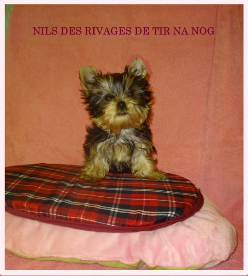 Nils des rivages de tir na nog L.O.F