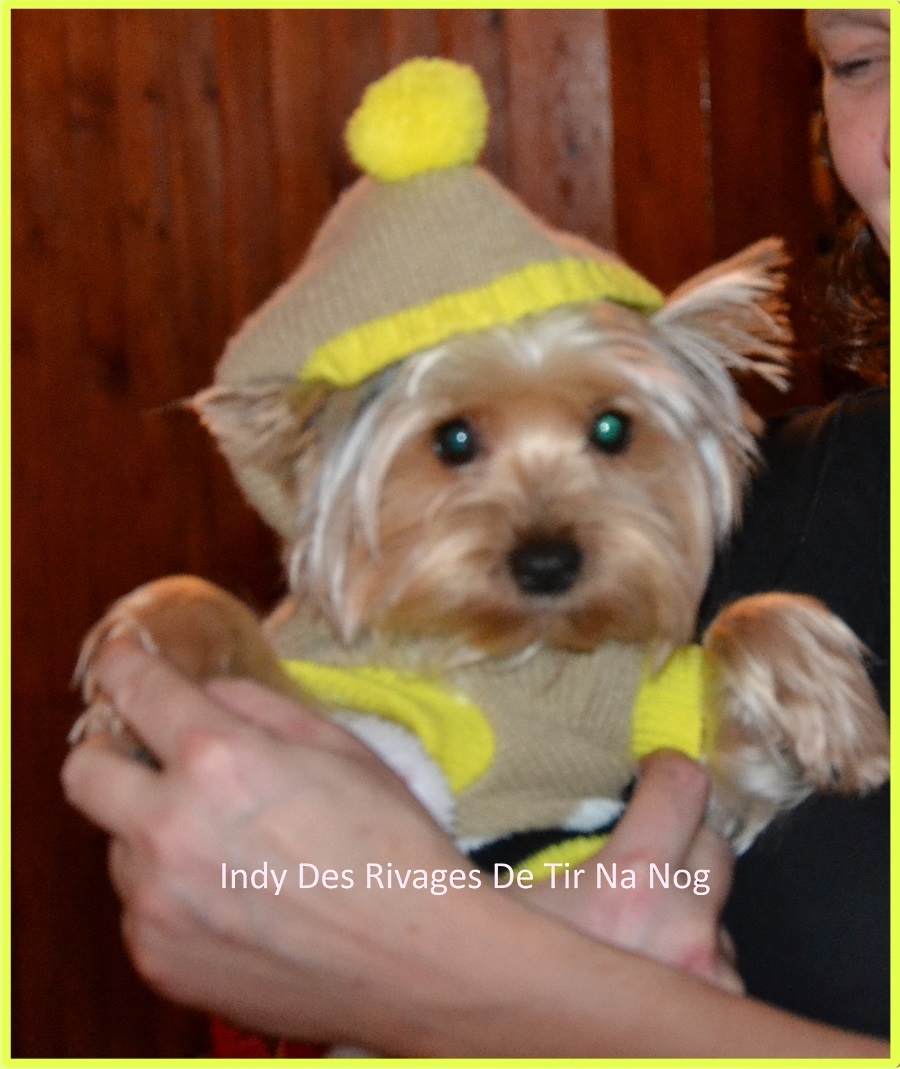 INDY JOYEUX NOËL