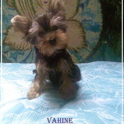 Dscf0276 vahine