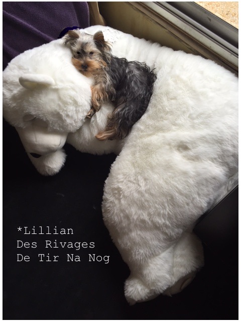 Lillian Des Rivages De Tir Na Nog