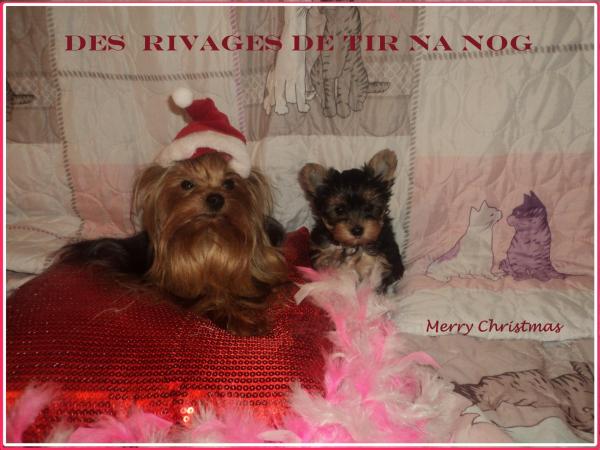 Merry chrismas des rivages de tir na nog 024 copie