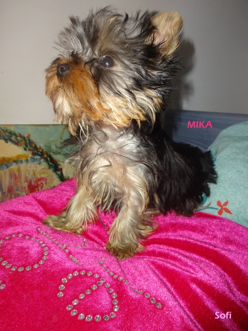 Mika 004 copie