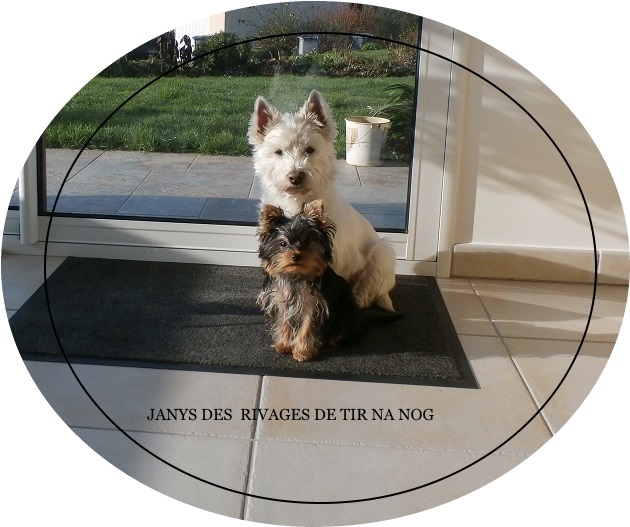 Janys et son amie westie