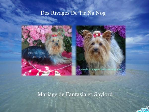 Mariage de Fantasia et Gaylord