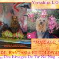 Mariage de Fantasia et Goldway